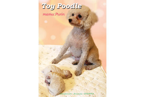 販売中のトイプードルの親犬